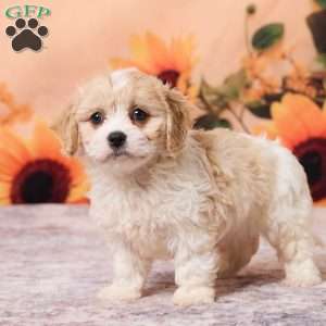 Mia, Cavachon Puppy